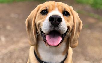 Dog smiling